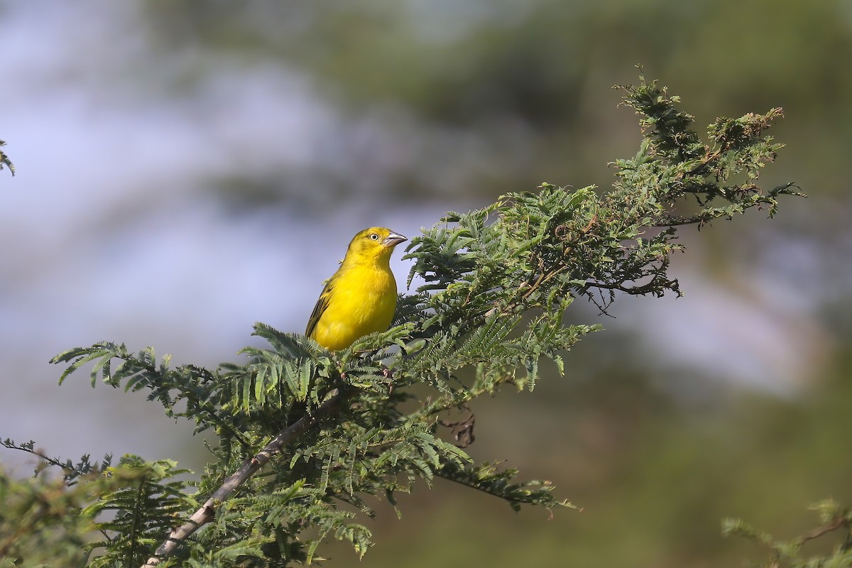 Holub's Golden-Weaver - ML637875667
