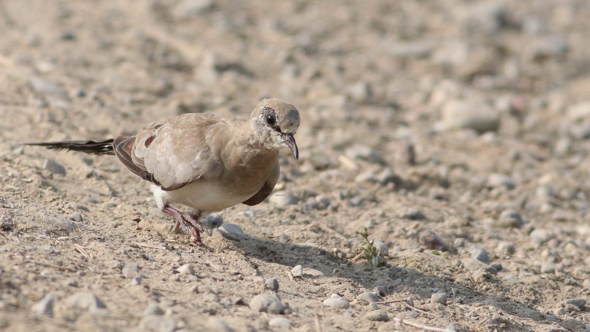 Namaqua Dove - ML637875687