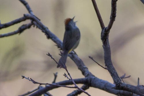 Colima Warbler - ML637875706