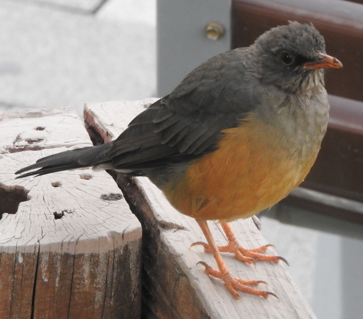 Abyssinian Thrush - ML637875726