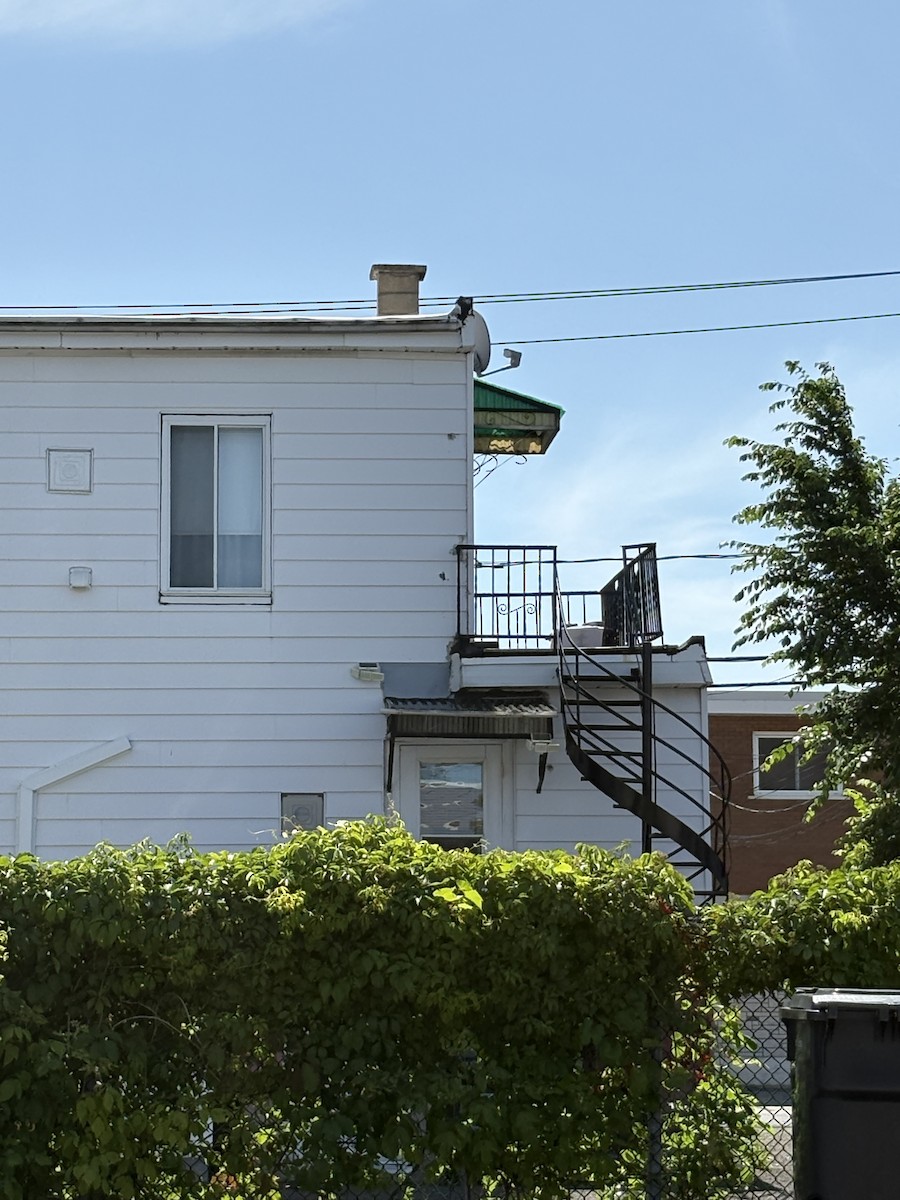 Chimney Swift - ML637875748