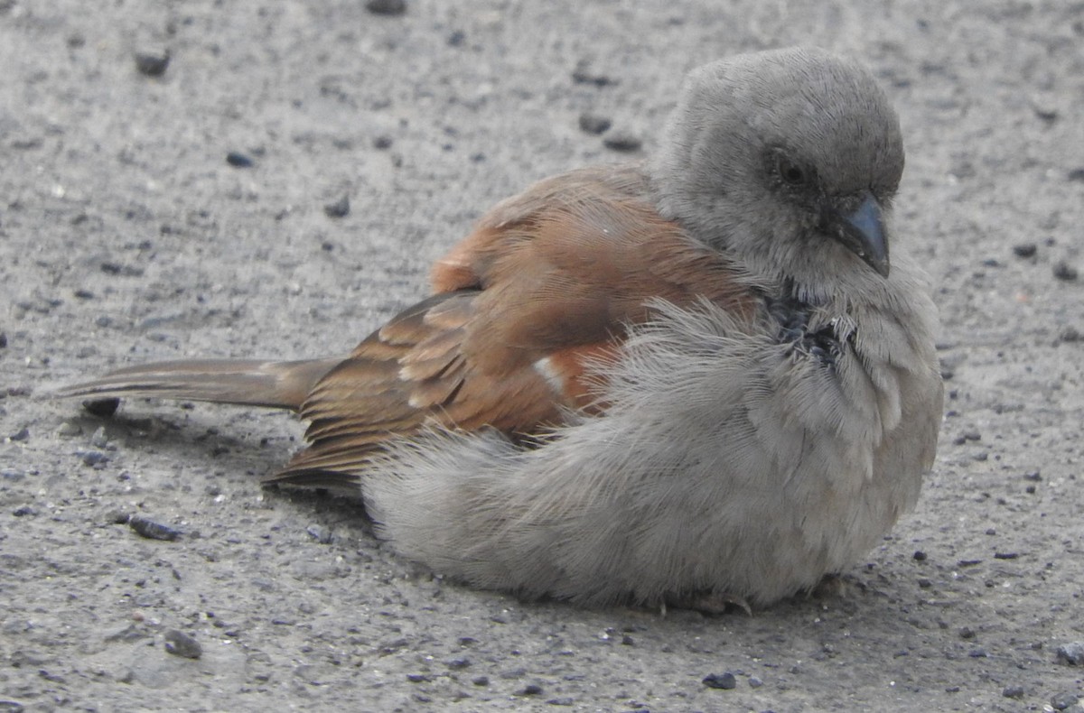 Swainson's Sparrow - ML637875749