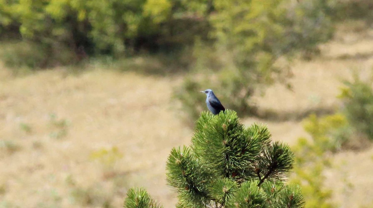Blue Rock-Thrush - ML637875790