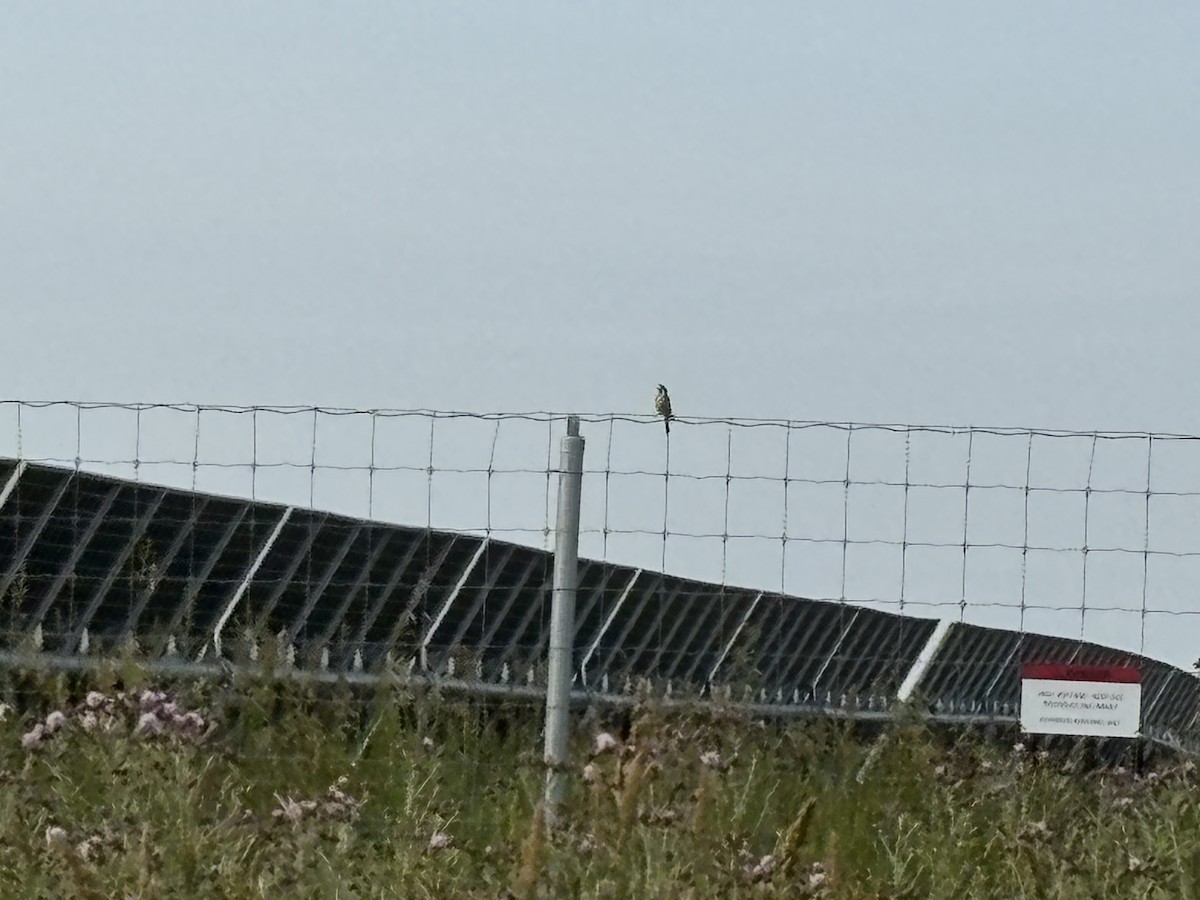 Dickcissel - ML637875813