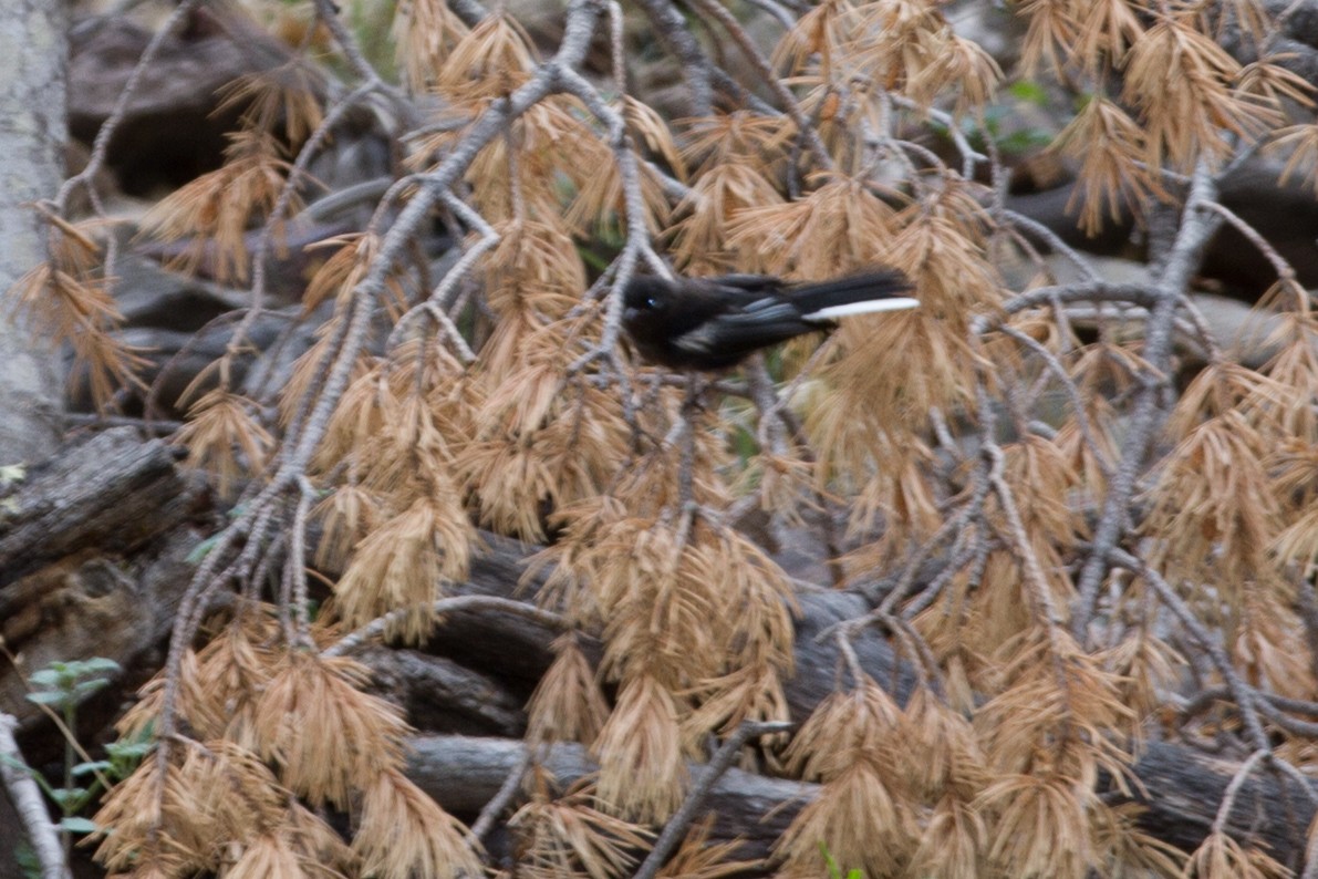 Painted Redstart - ML637875895