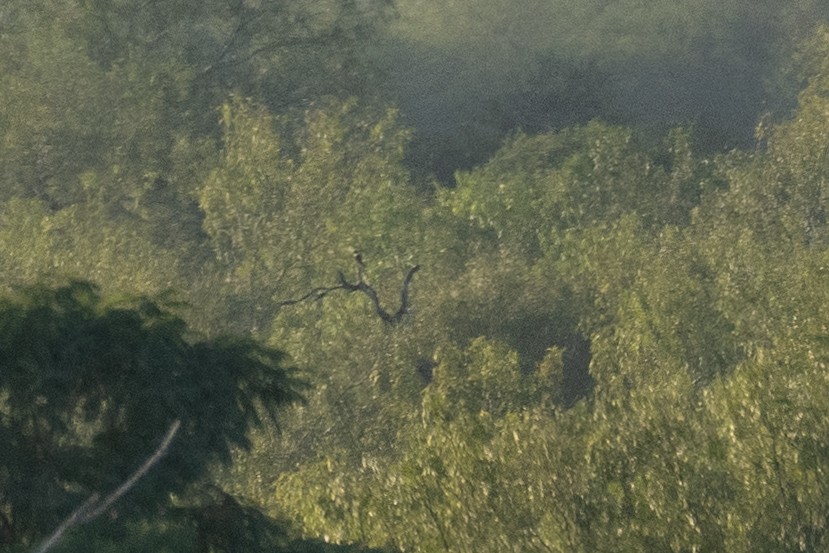 Bat Falcon - ML637876041