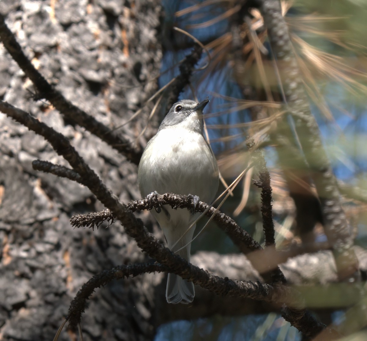 Plumbeous Vireo - ML637876044