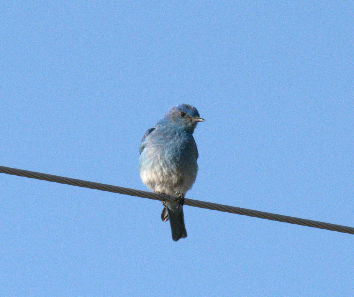 Mountain Bluebird - ML637876049