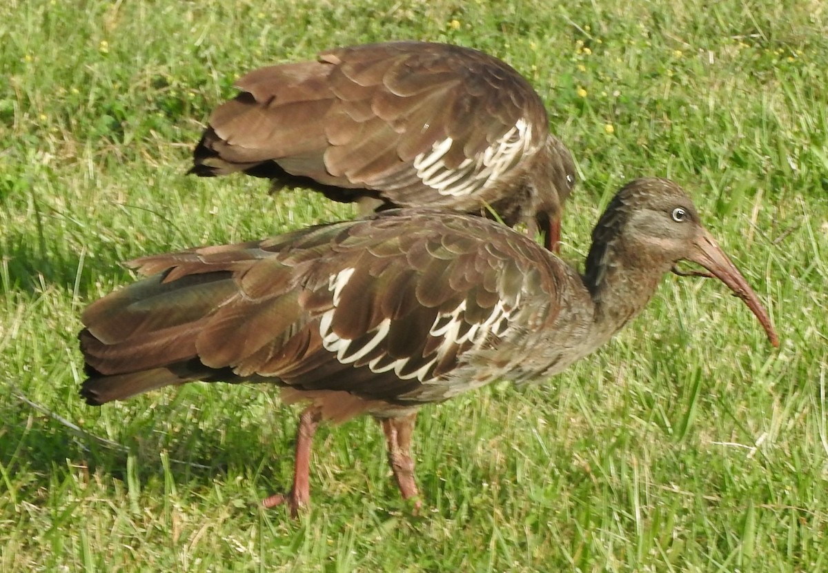 ibis etiopský - ML637876064