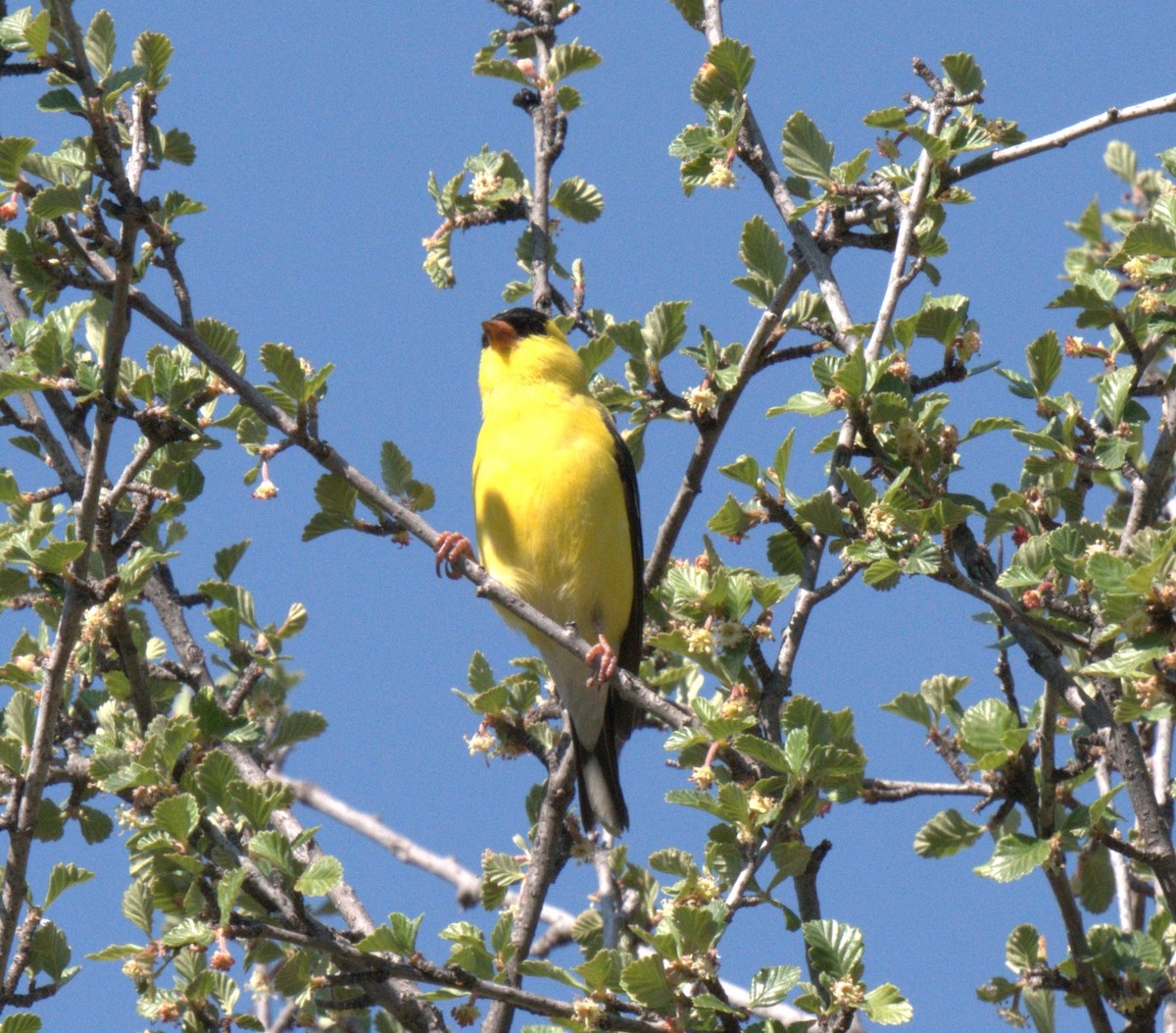 American Goldfinch - ML637876071