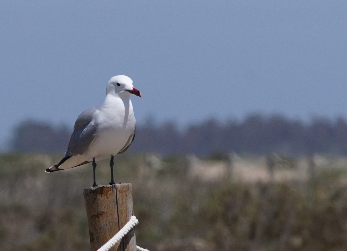 Audouin's Gull - ML637876160