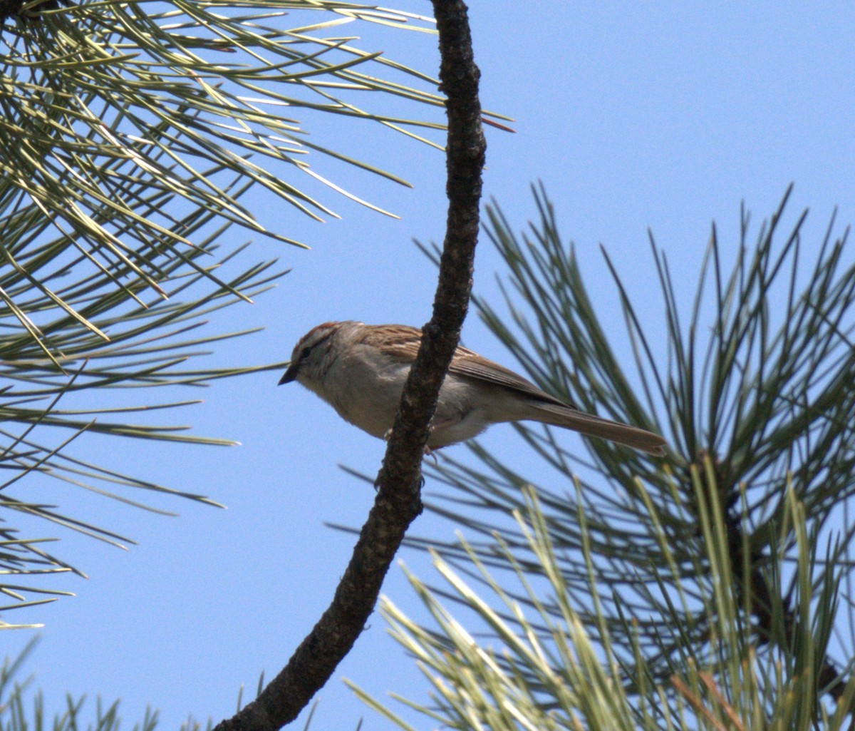 Chipping Sparrow - ML637876215