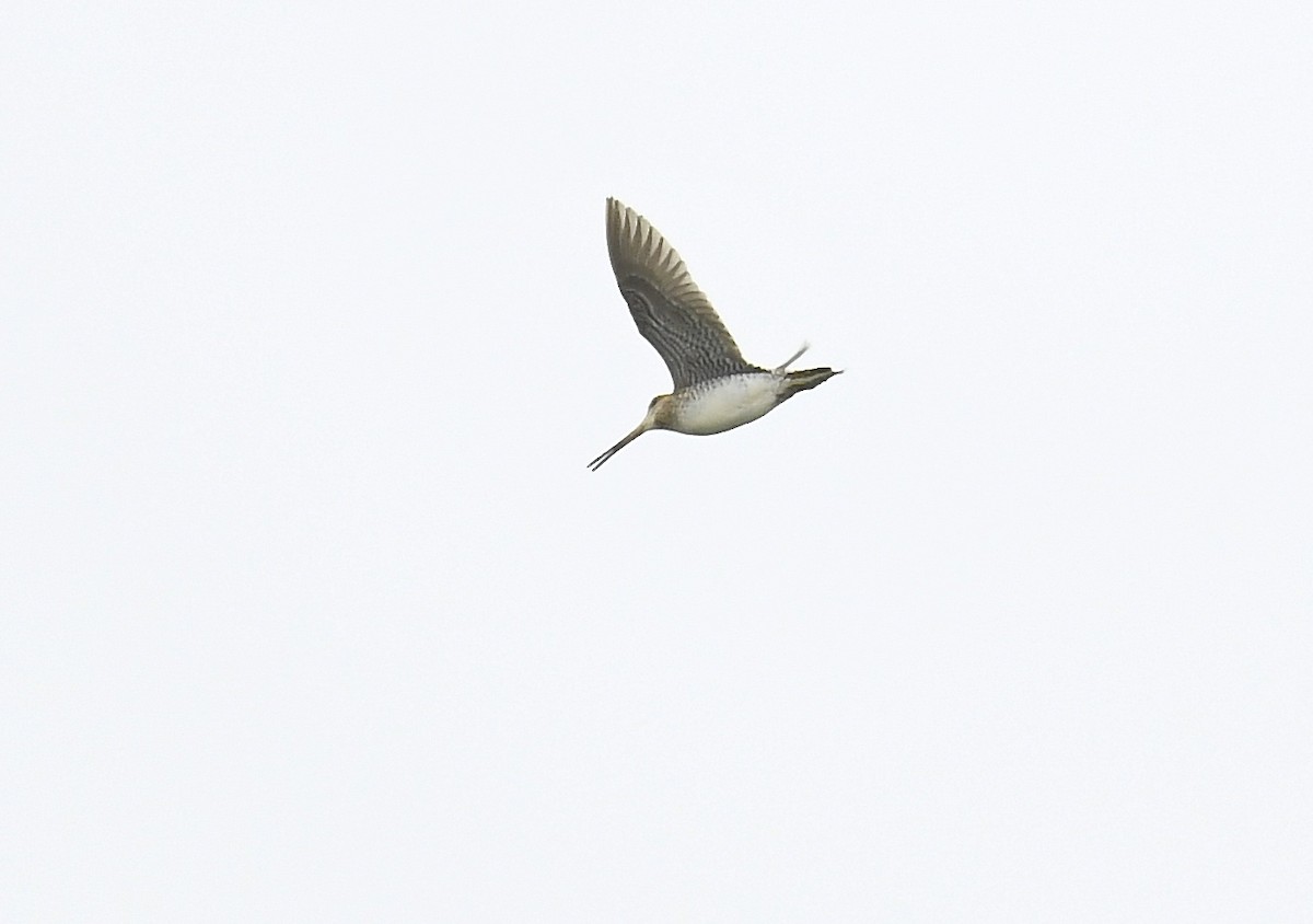 Wilson's Snipe - ML637876252