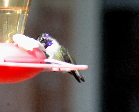Costa's Hummingbird - ML637876257