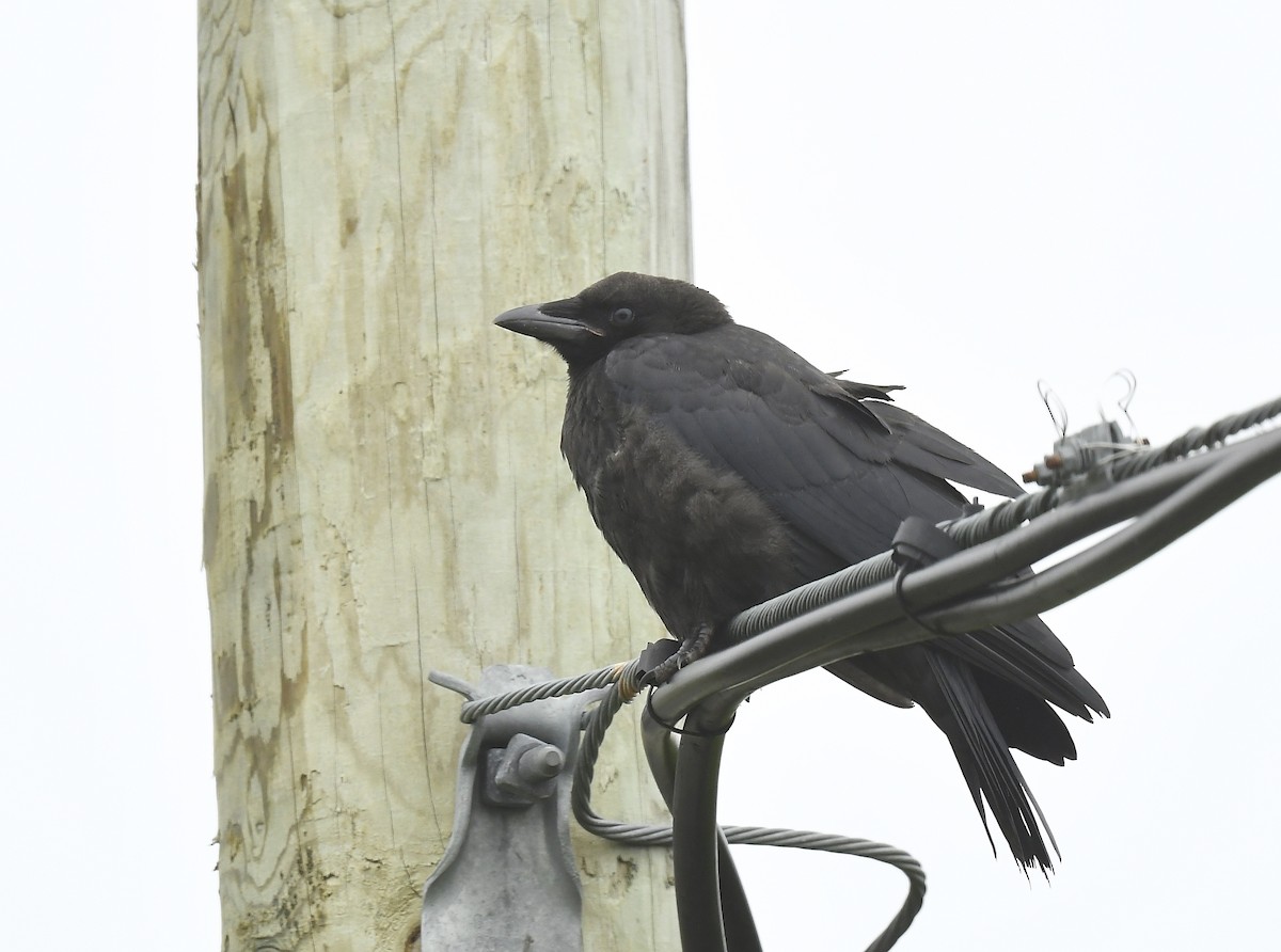 American Crow - ML637876258