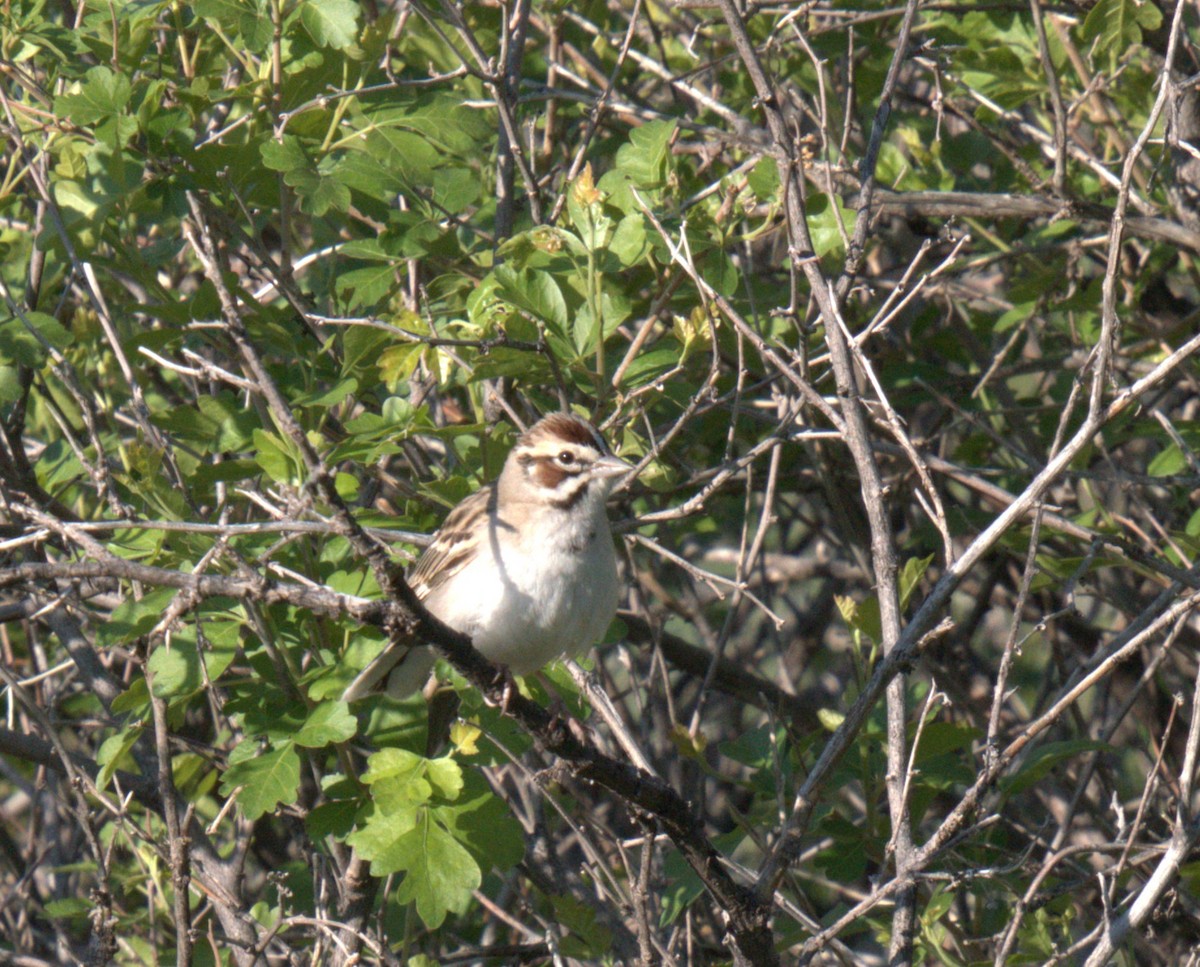 Lark Sparrow - ML637876266