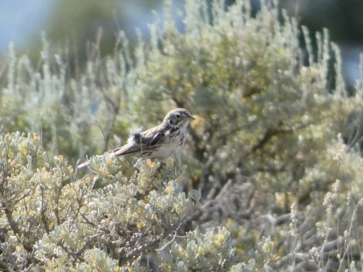 Vesper Sparrow - ML637876273
