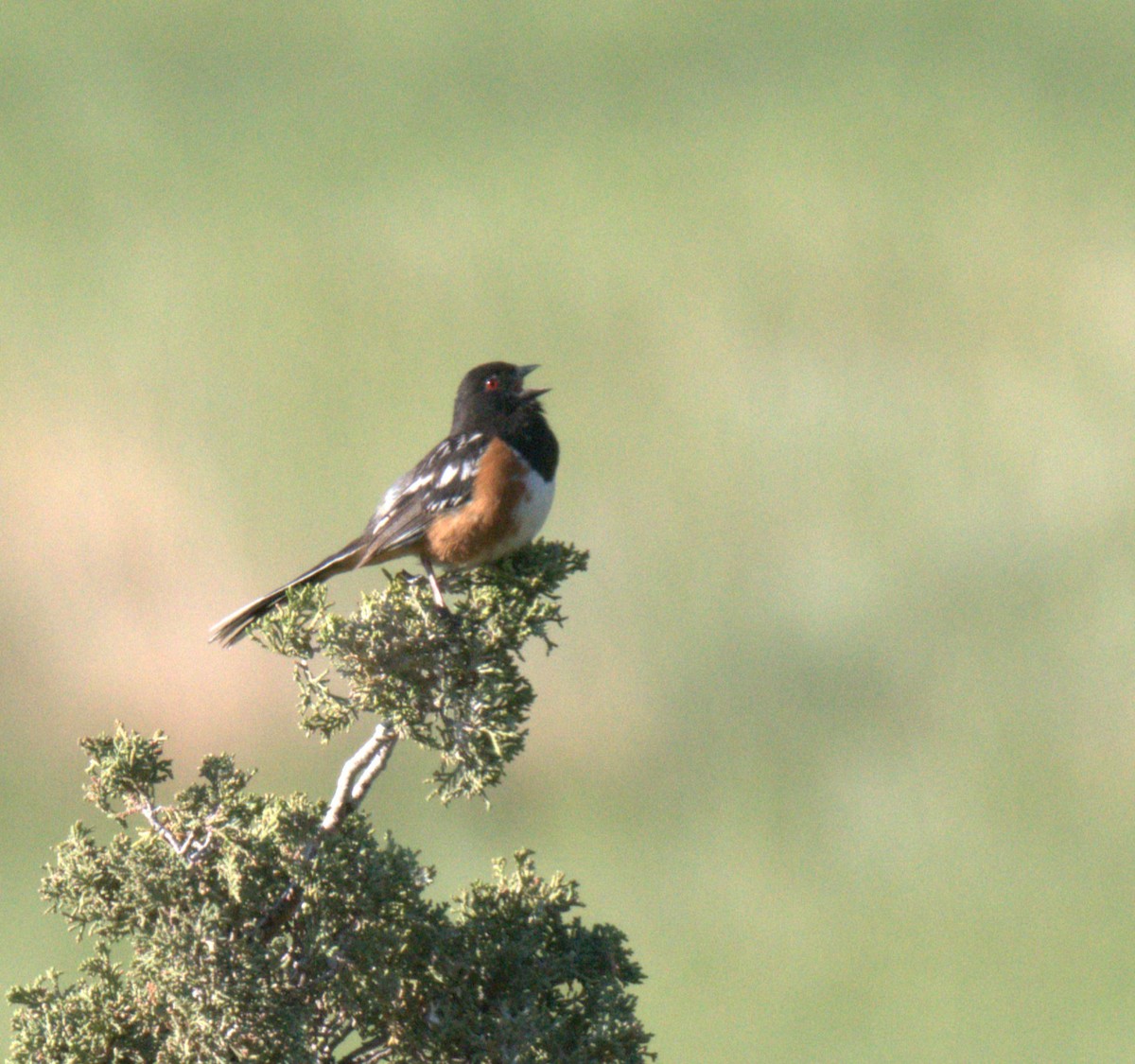 Spotted Towhee - ML637876278