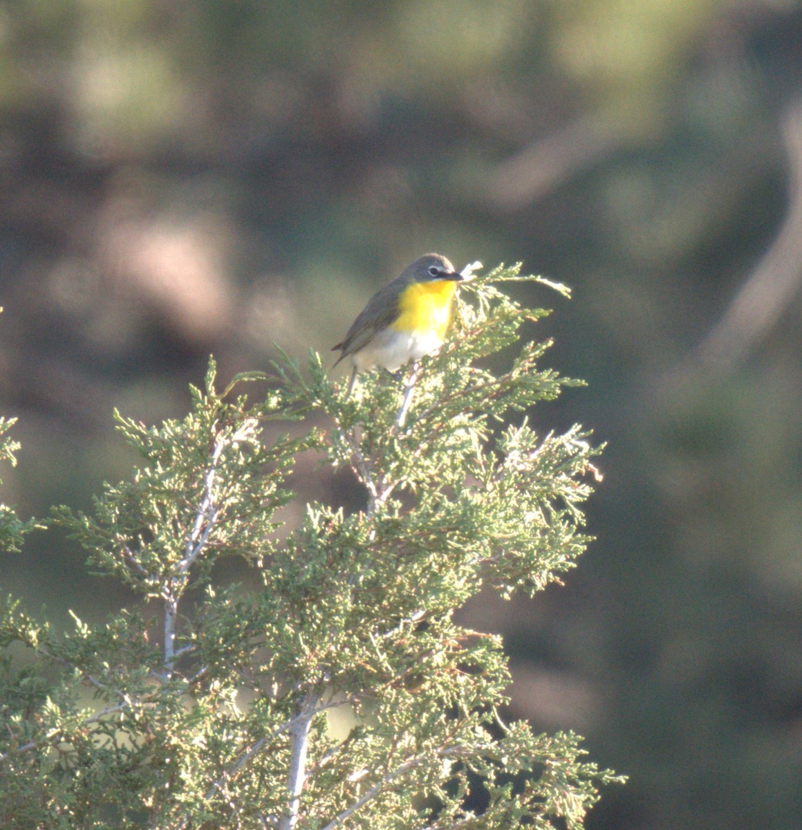 Yellow-breasted Chat - ML637876289