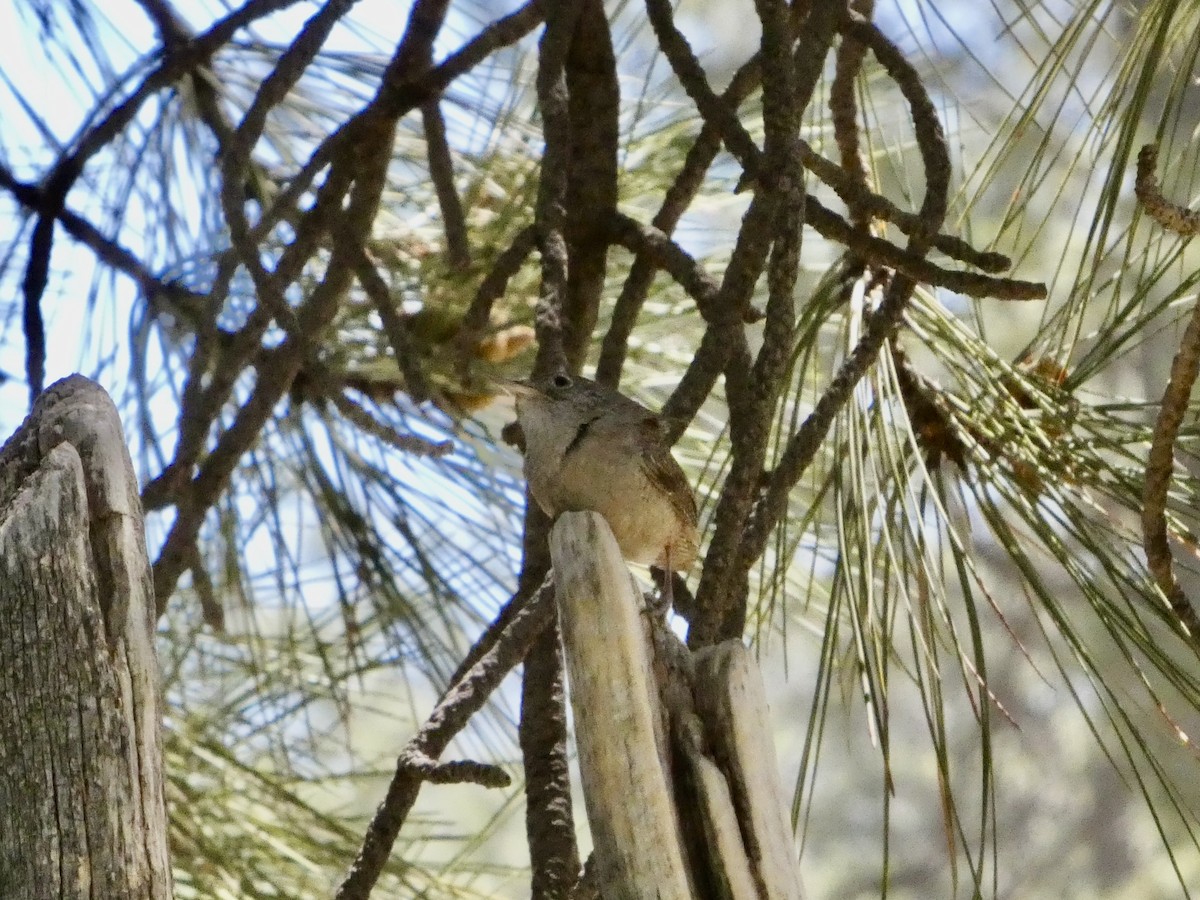 Northern House Wren - ML637876299