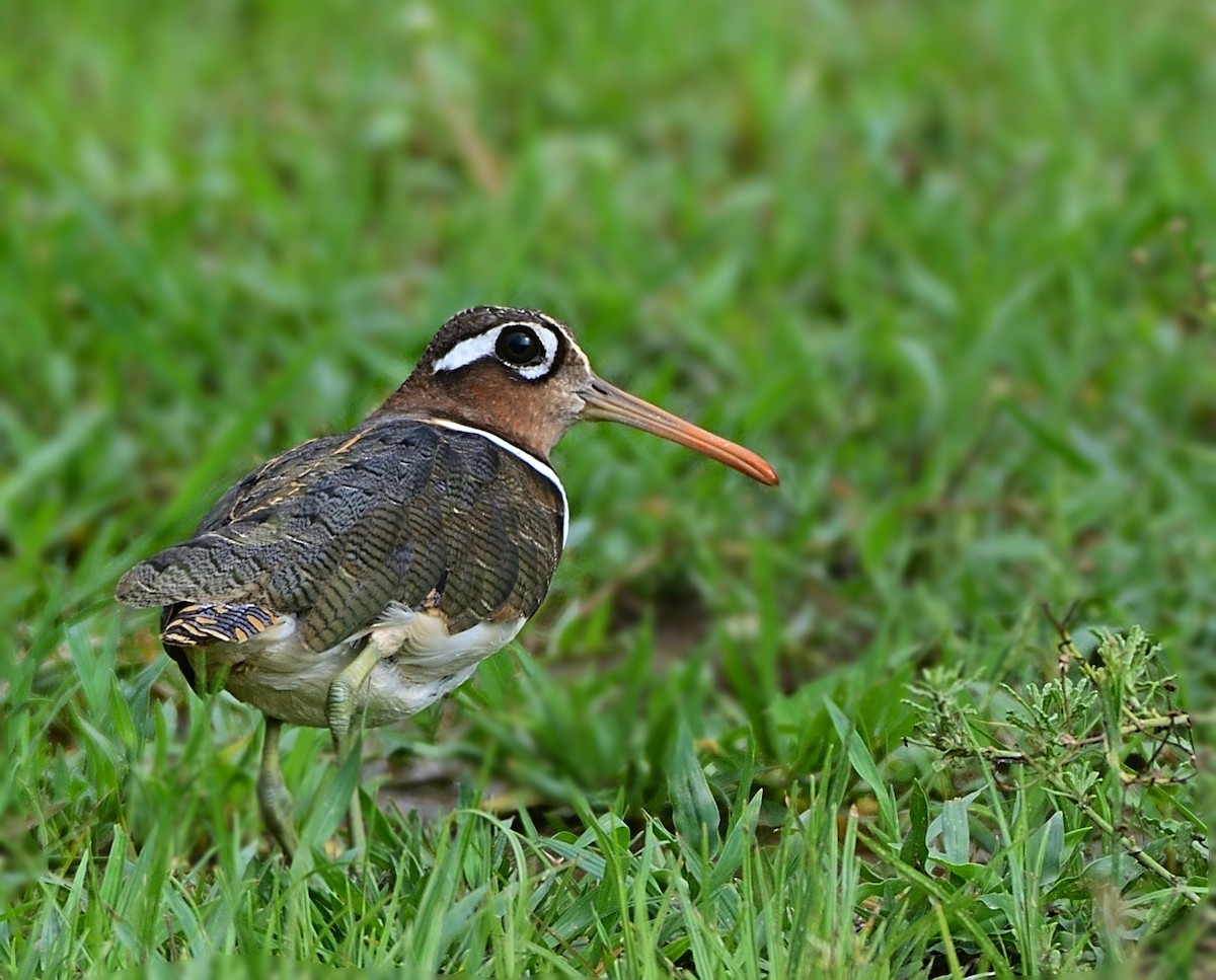 Өнгөт хараалжир - ML637876304