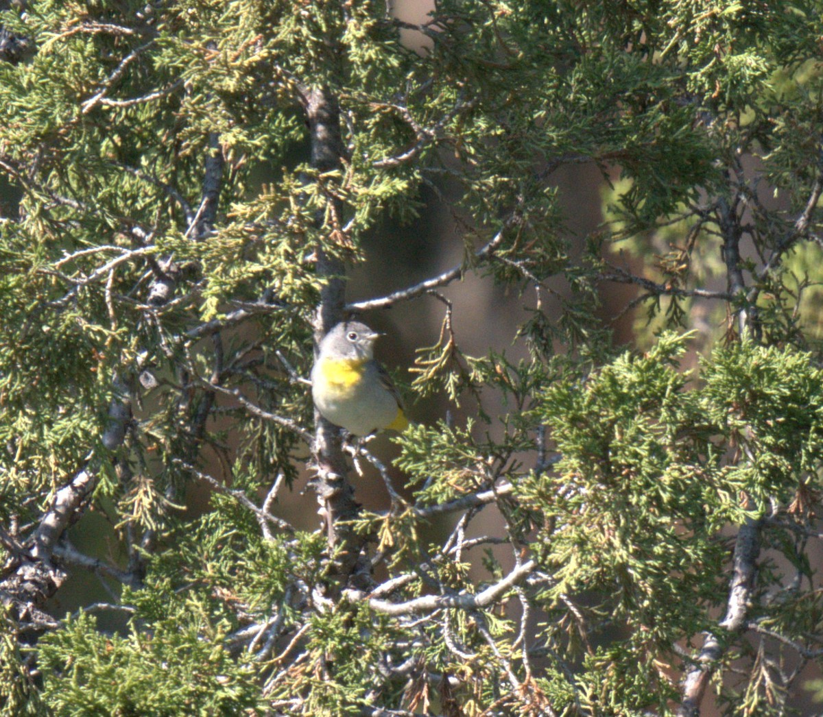 Virginia's Warbler - ML637876315