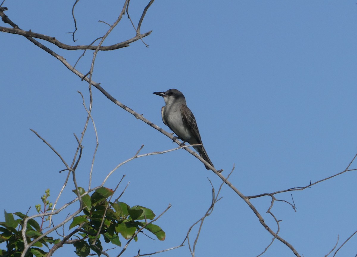 Gray Kingbird - ML637876321