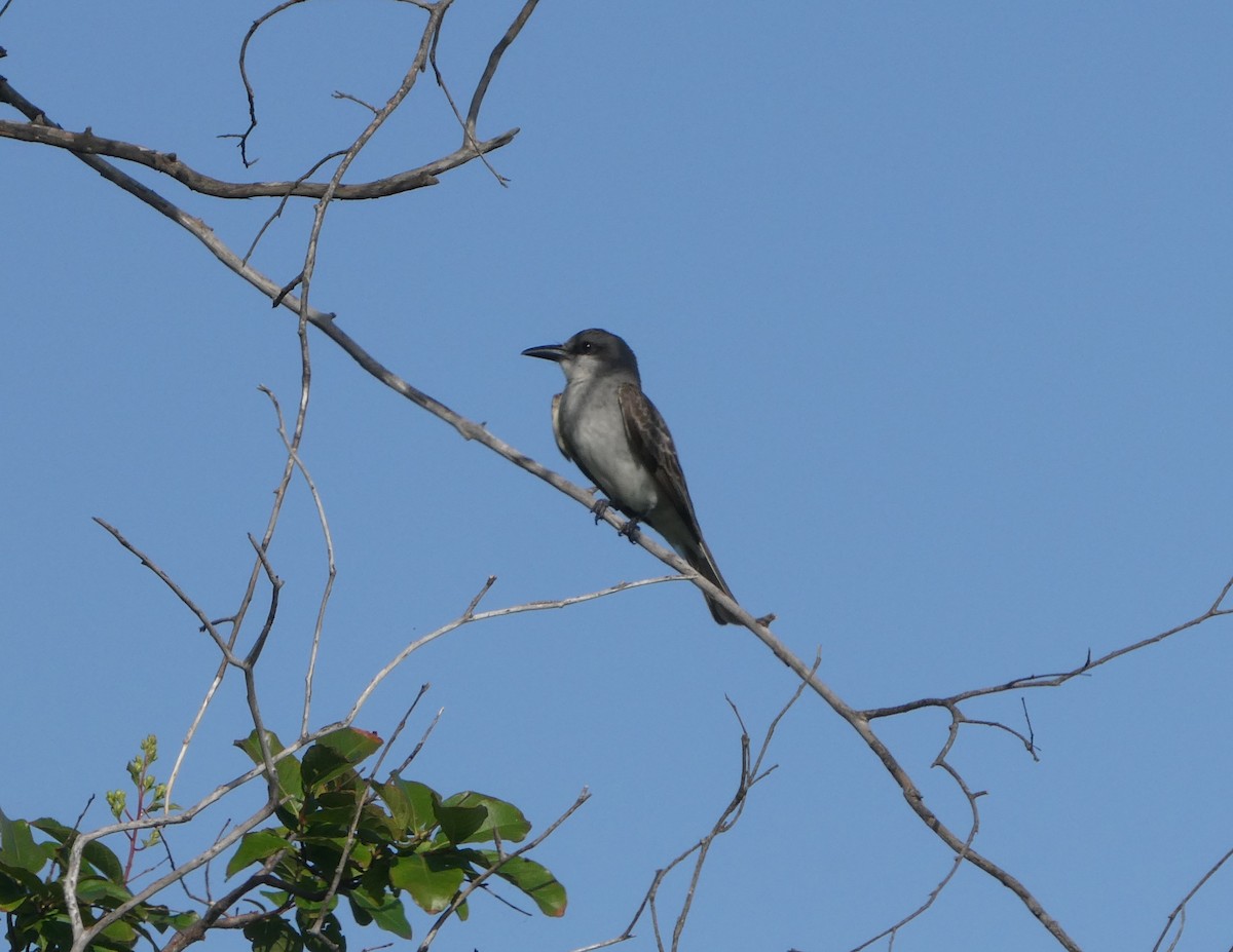 Gray Kingbird - ML637876322