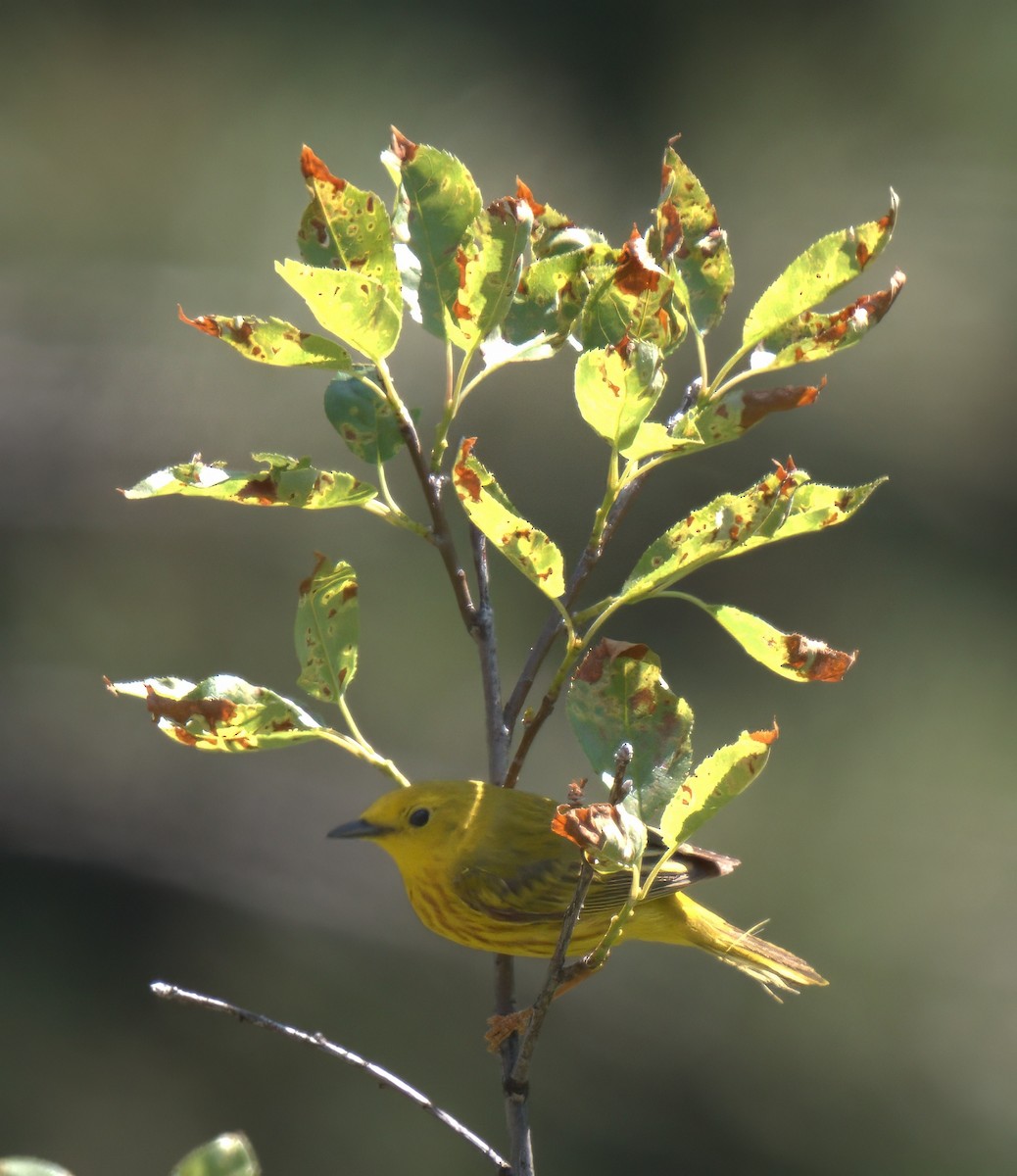 Yellow Warbler - ML637876339