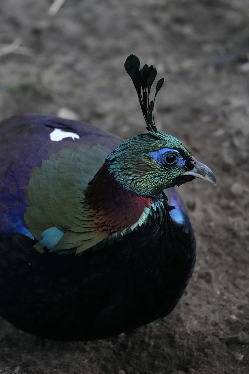 Himalayan Monal - ML637876348