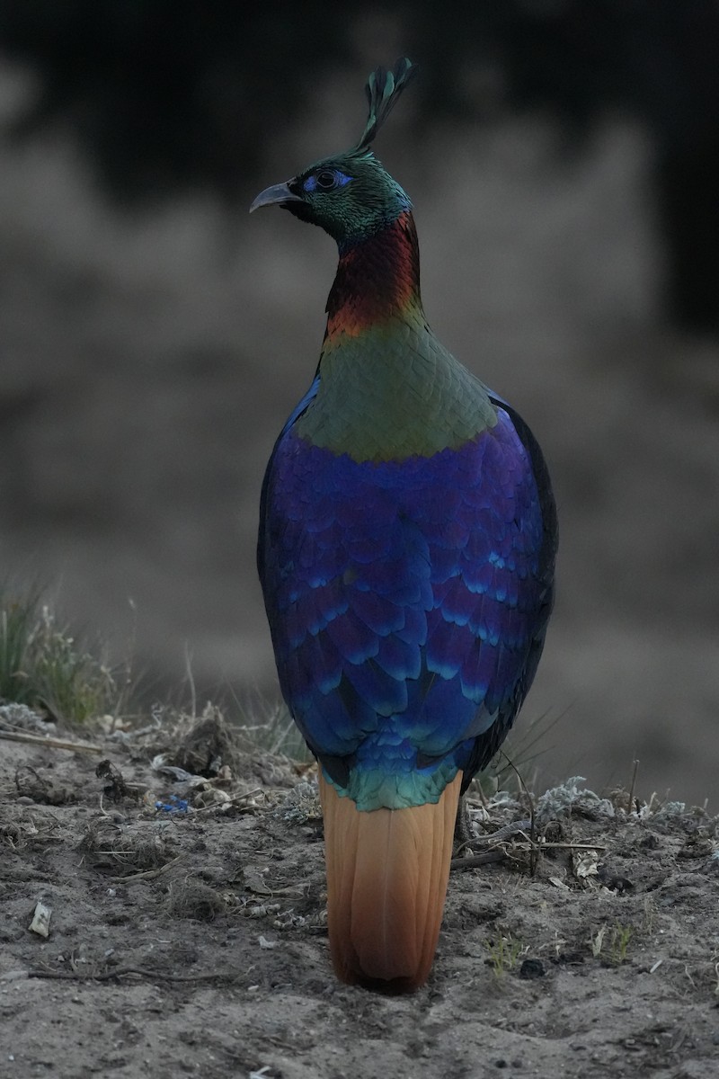 Himalayan Monal - ML637876349
