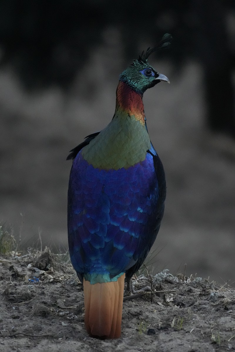 Himalayan Monal - ML637876350