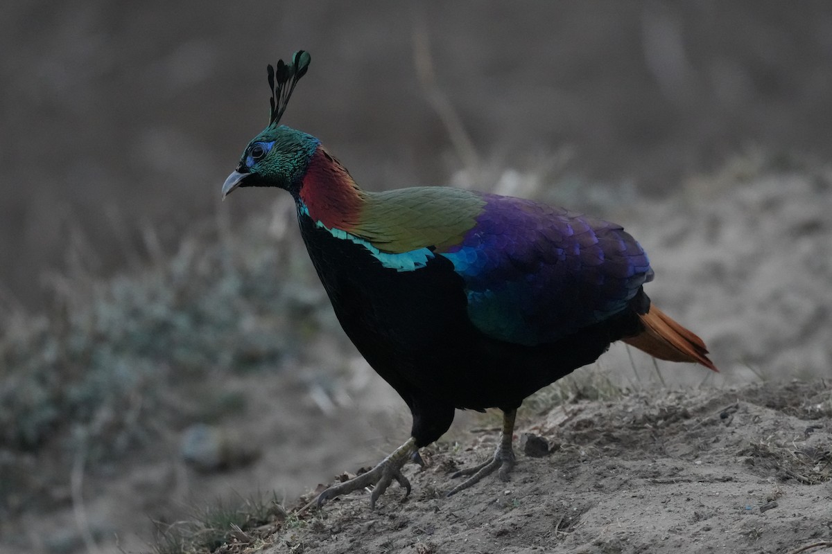 Himalayan Monal - ML637876351