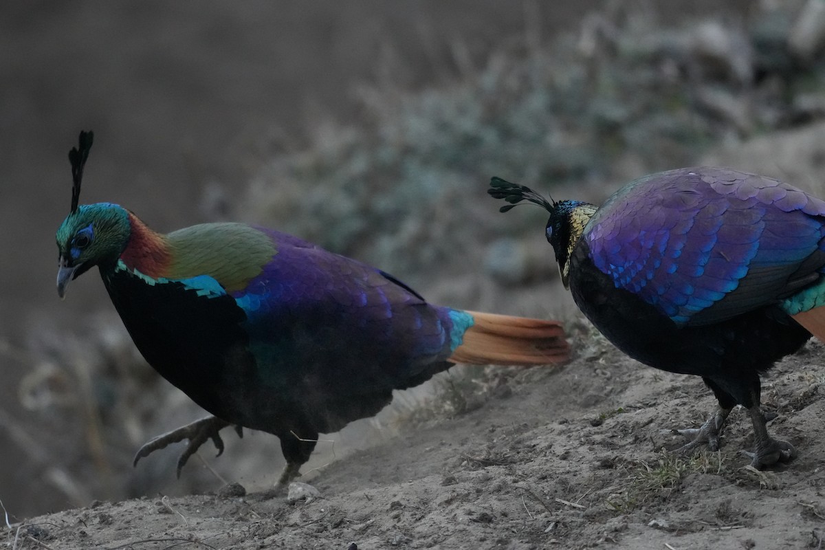 Himalayan Monal - ML637876352