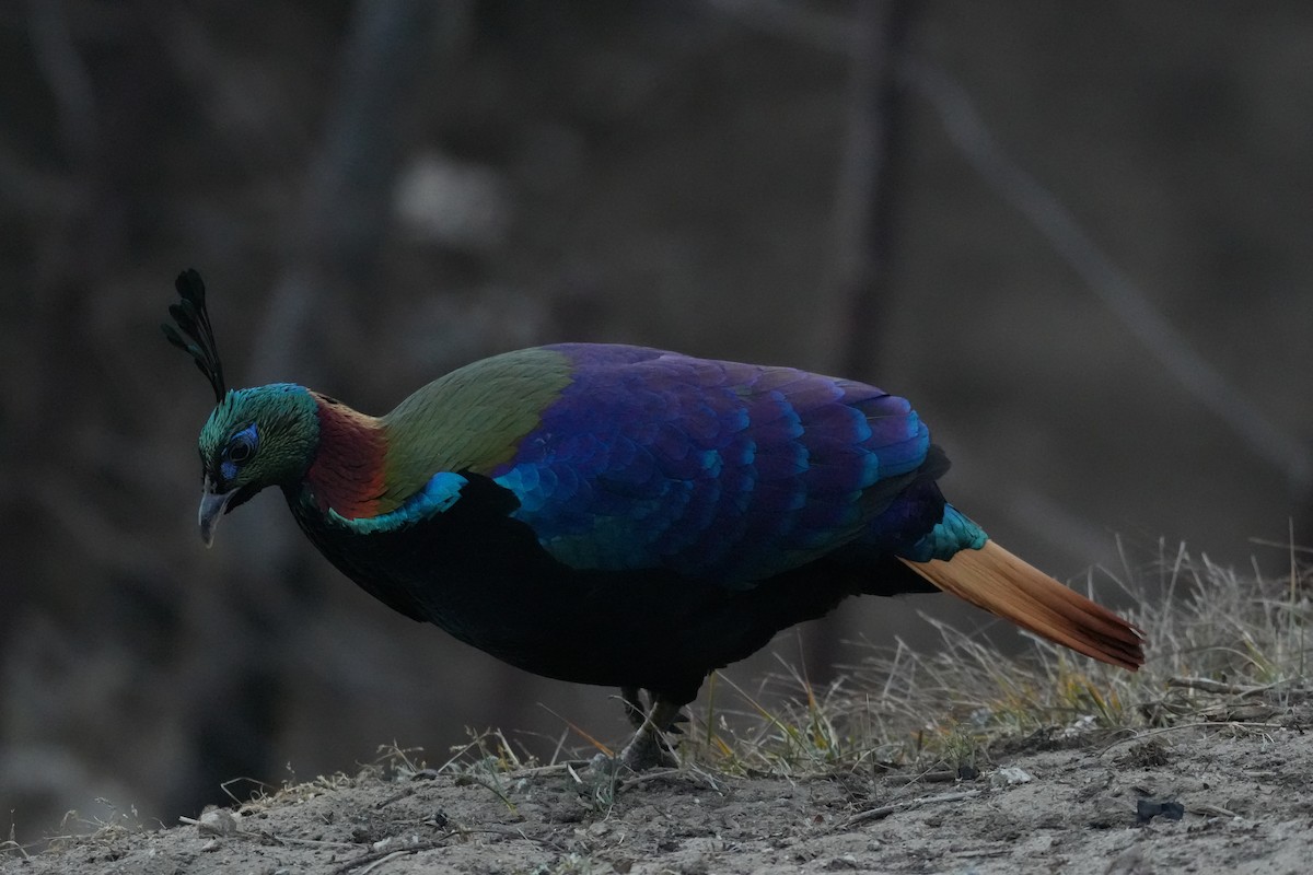 Himalayan Monal - ML637876353