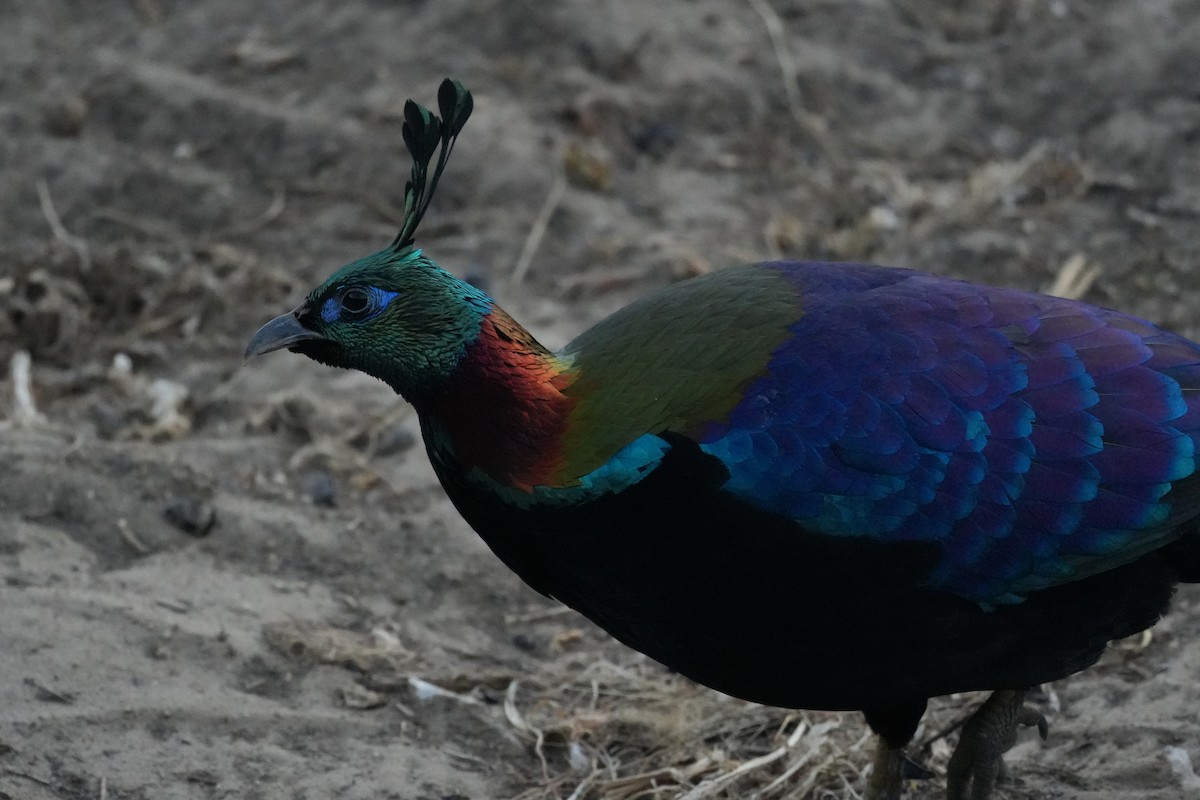 Himalayan Monal - ML637876354