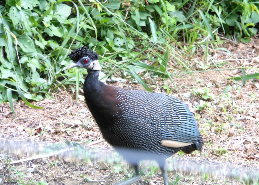 Southern Crested Guineafowl - ML637876358