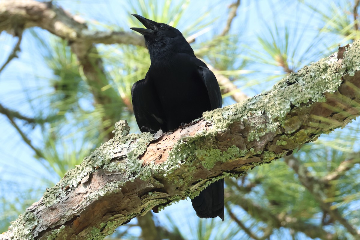 Fish Crow - ML637876370