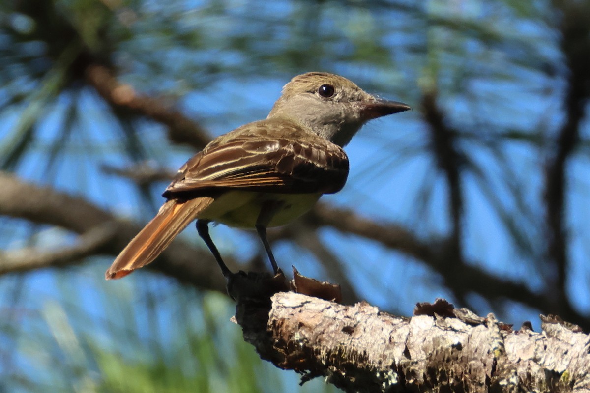 Great Crested Flycatcher - ML637876372