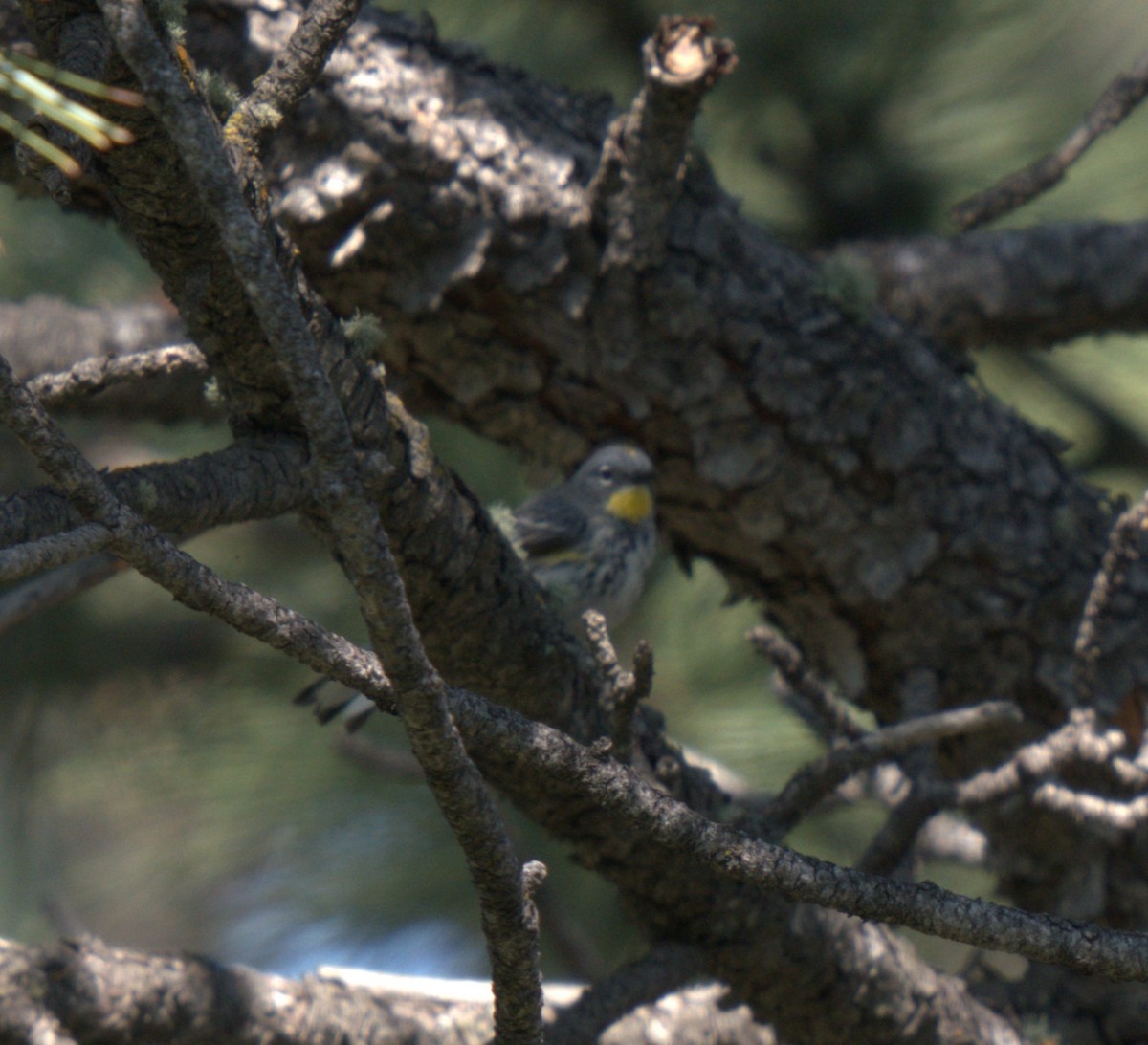 Yellow-rumped Warbler - ML637876384