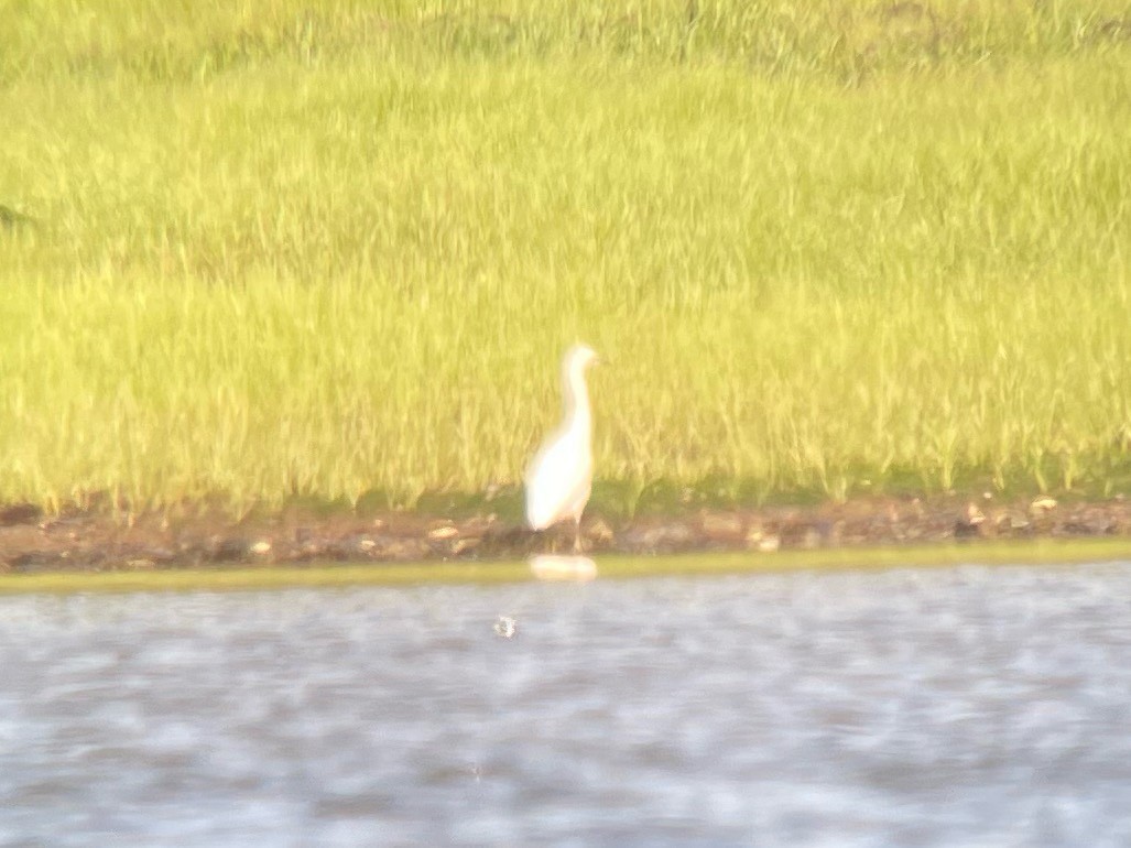 volavka bělostná - ML637876398