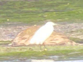 volavka bělostná - ML637876399