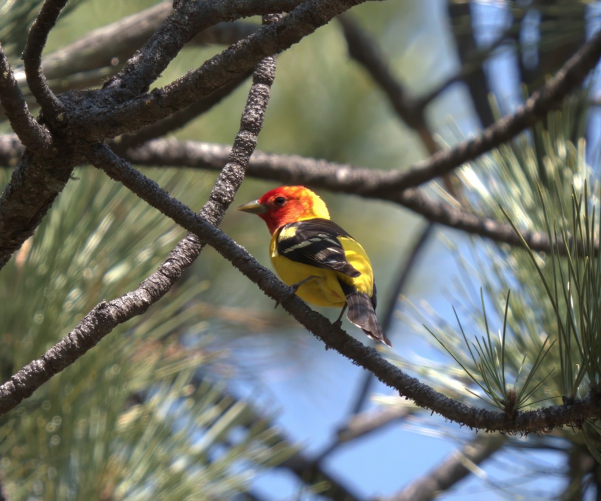 Western Tanager - ML637876404