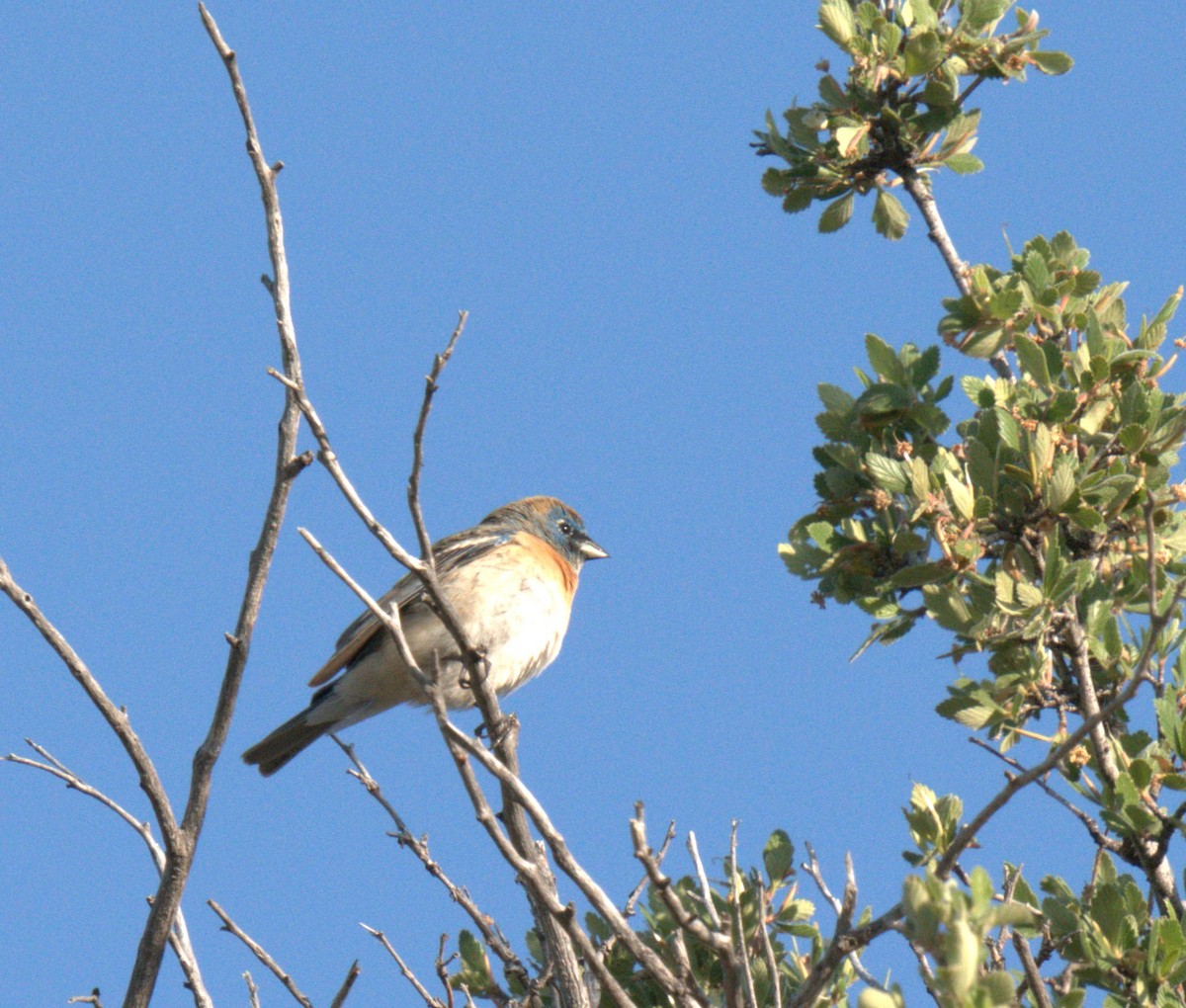 Lazuli Bunting - ML637876415