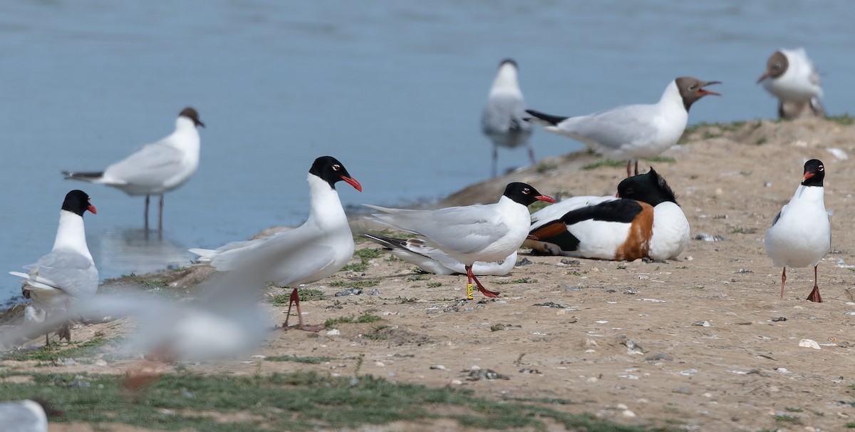 Mediterranean Gull - ML637876426
