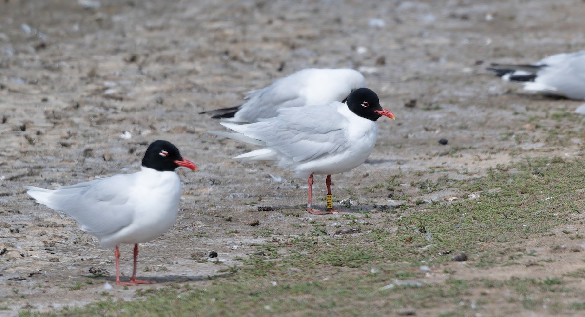 Mediterranean Gull - ML637876427