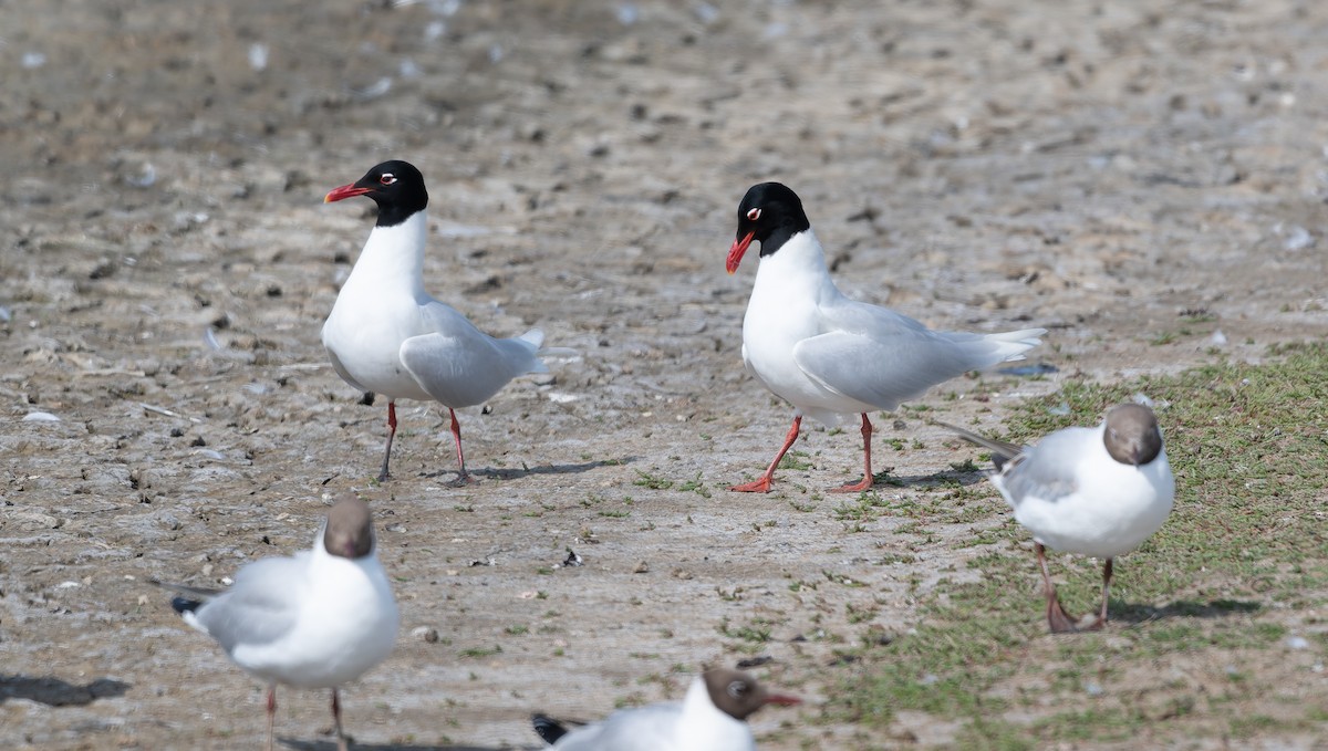 Mediterranean Gull - ML637876428