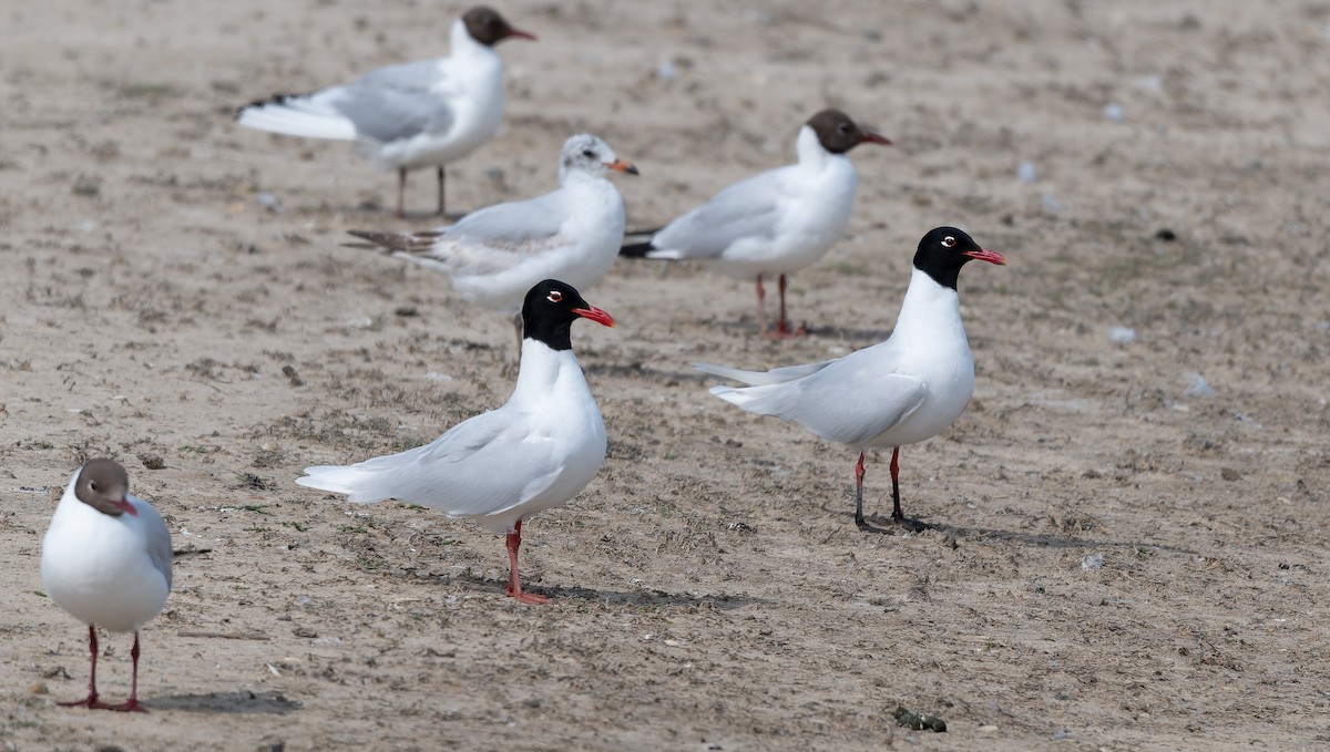 Mediterranean Gull - ML637876429