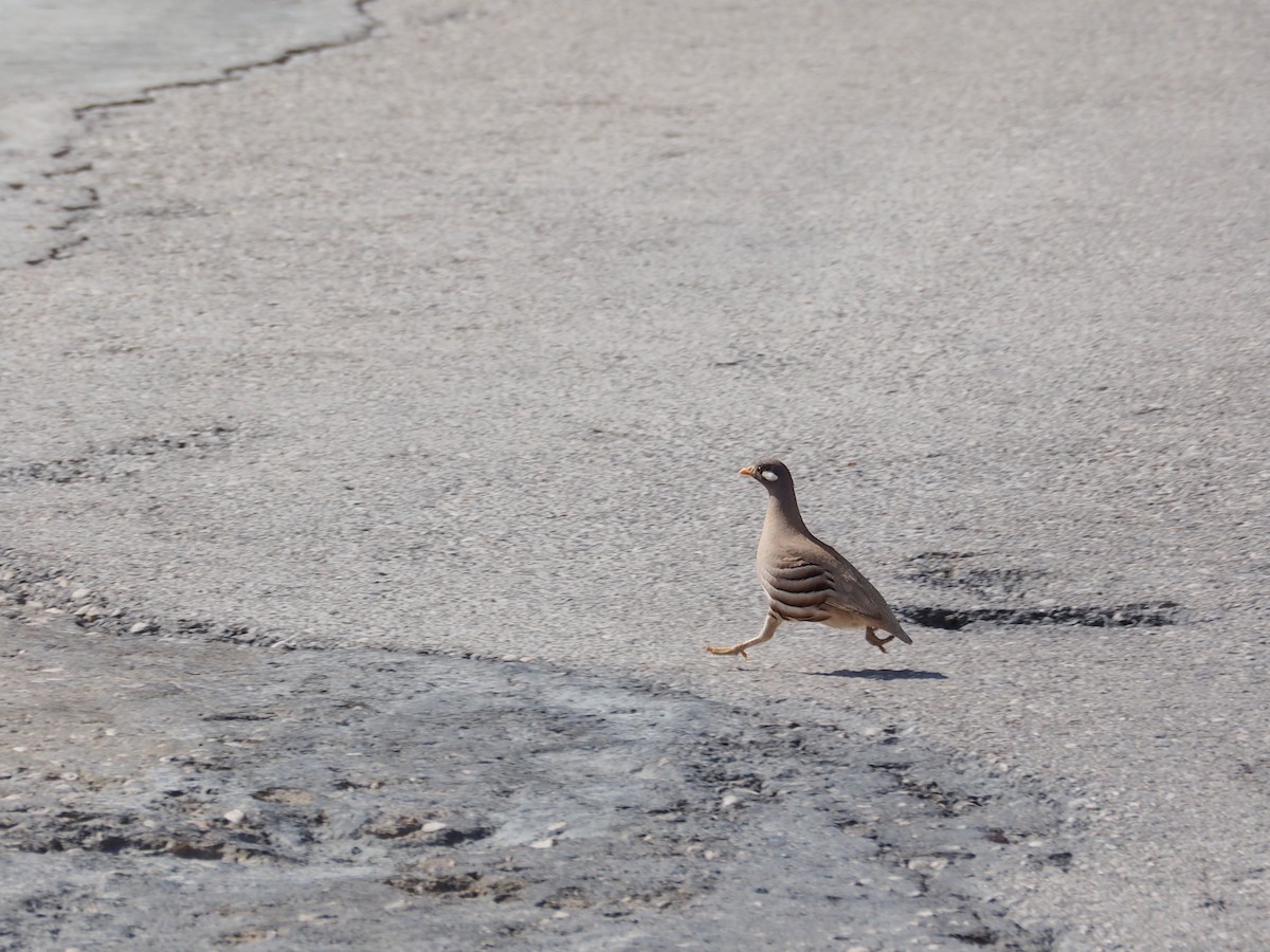 Sand Partridge - ML637876456