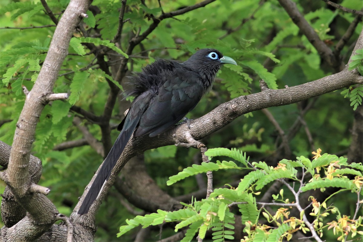 Blue-faced Malkoha - ML637876457